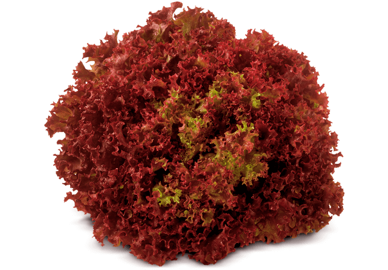 Lollo Rosso Lettuce