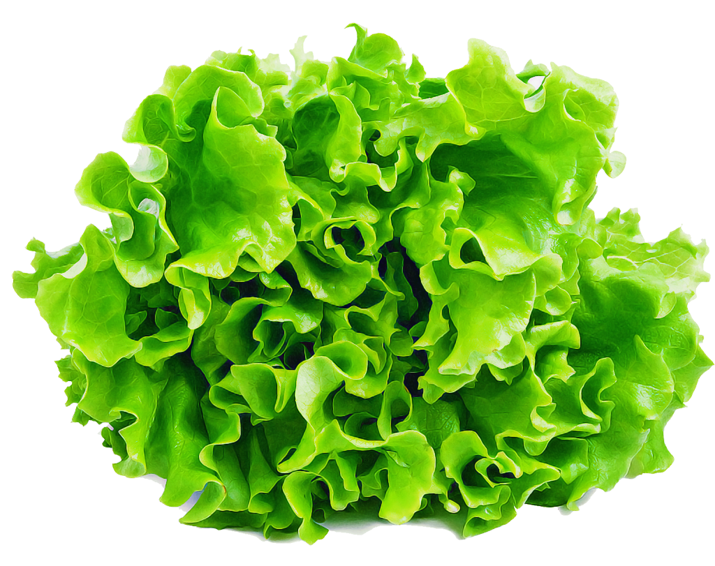 Green Leaf Lettuce