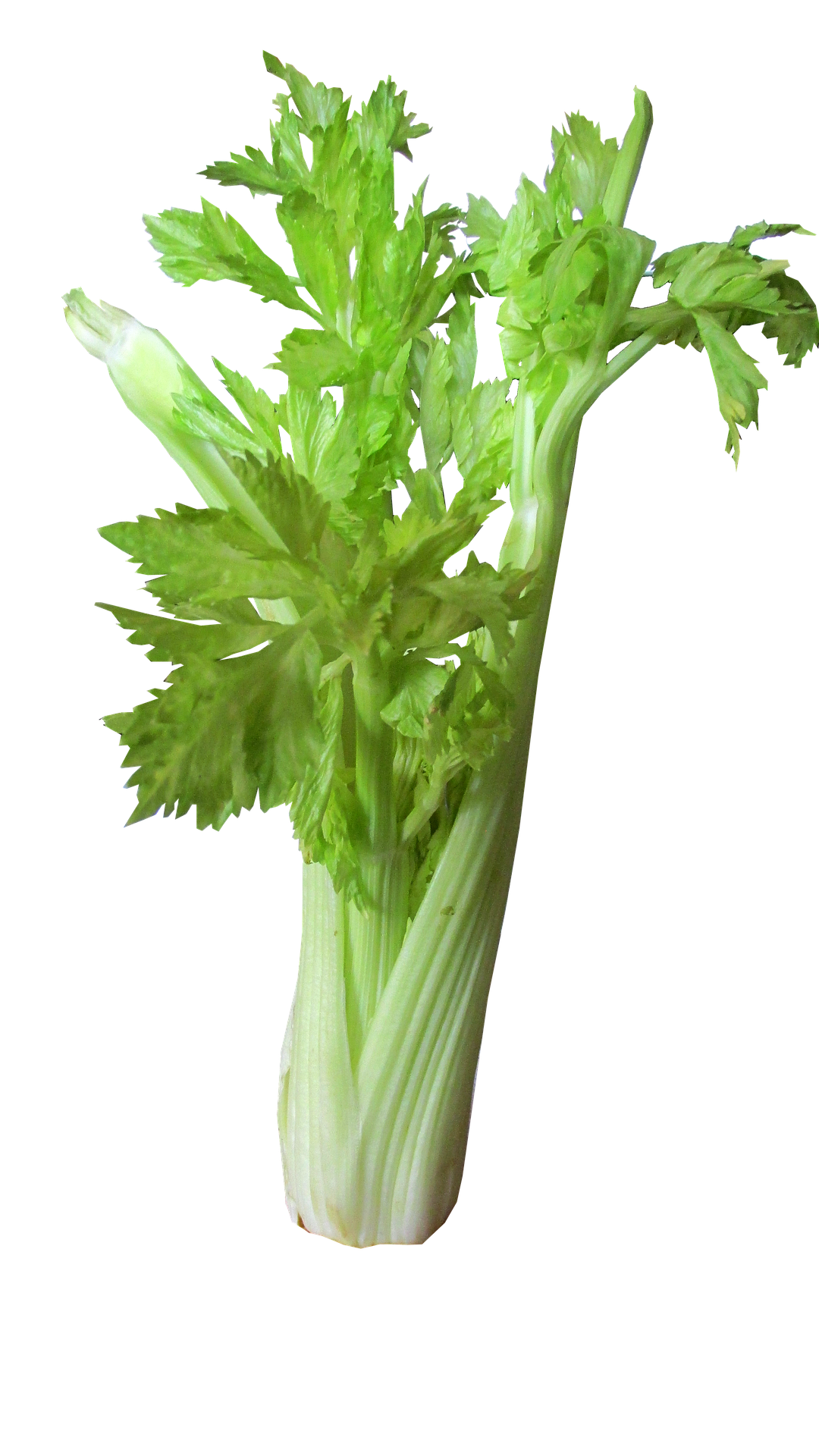 Celery