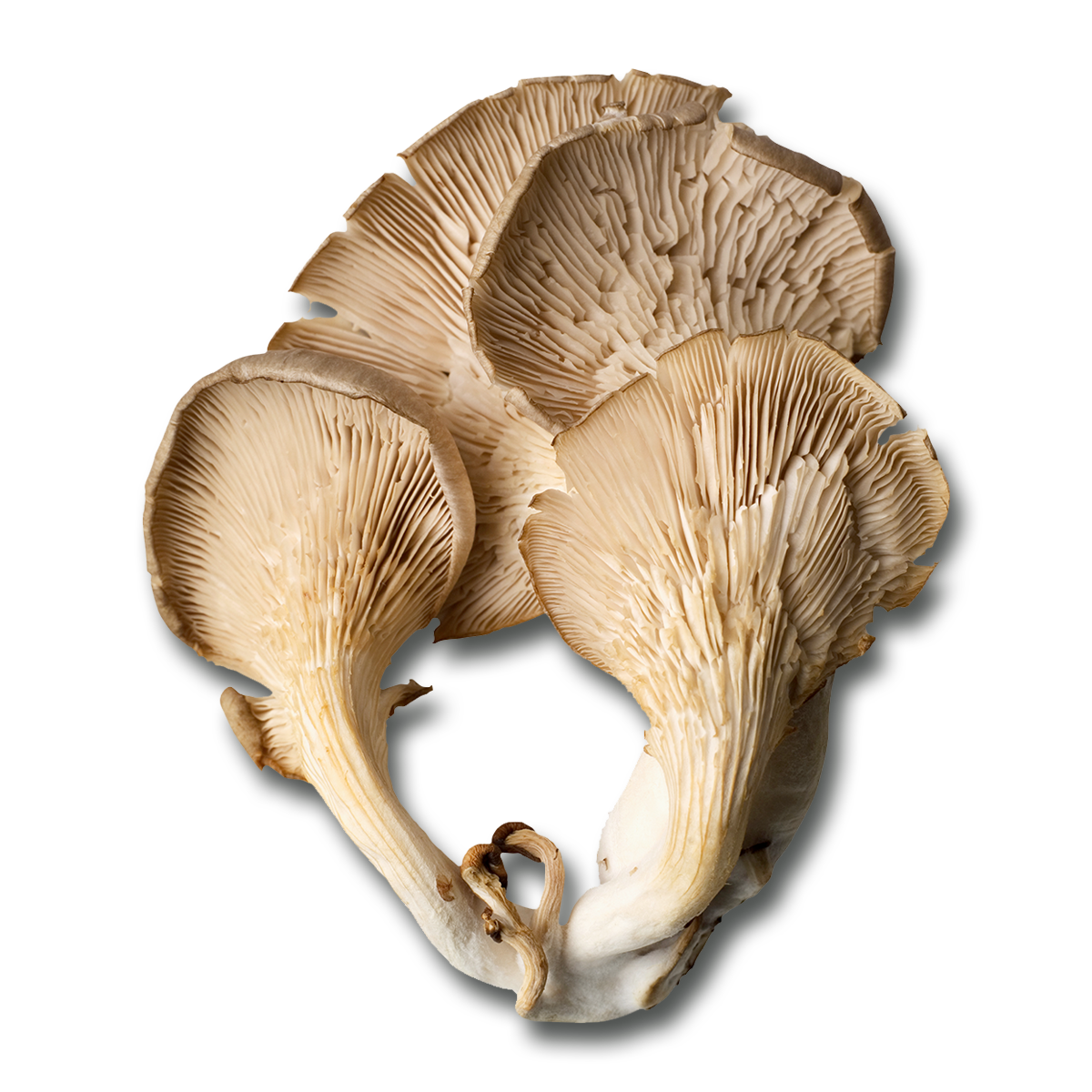 Pleurotus Musrooms