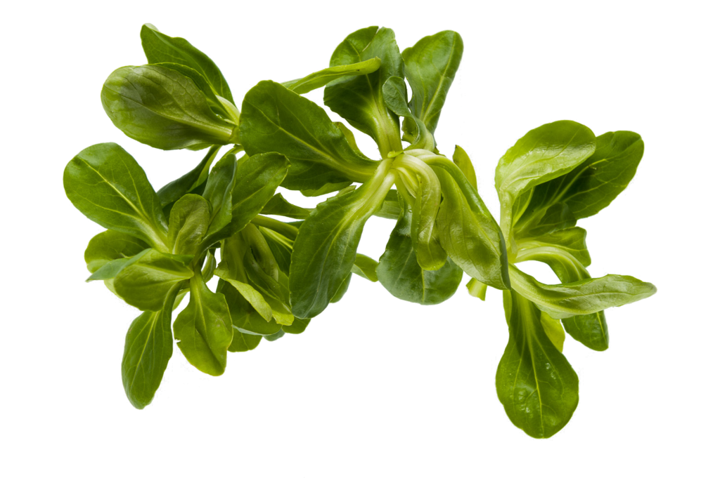Valerian Leafs