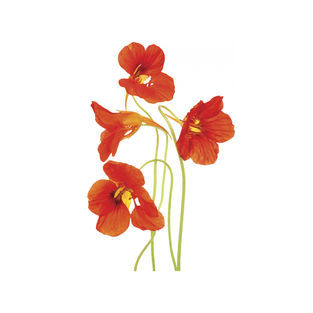 Nasturtium