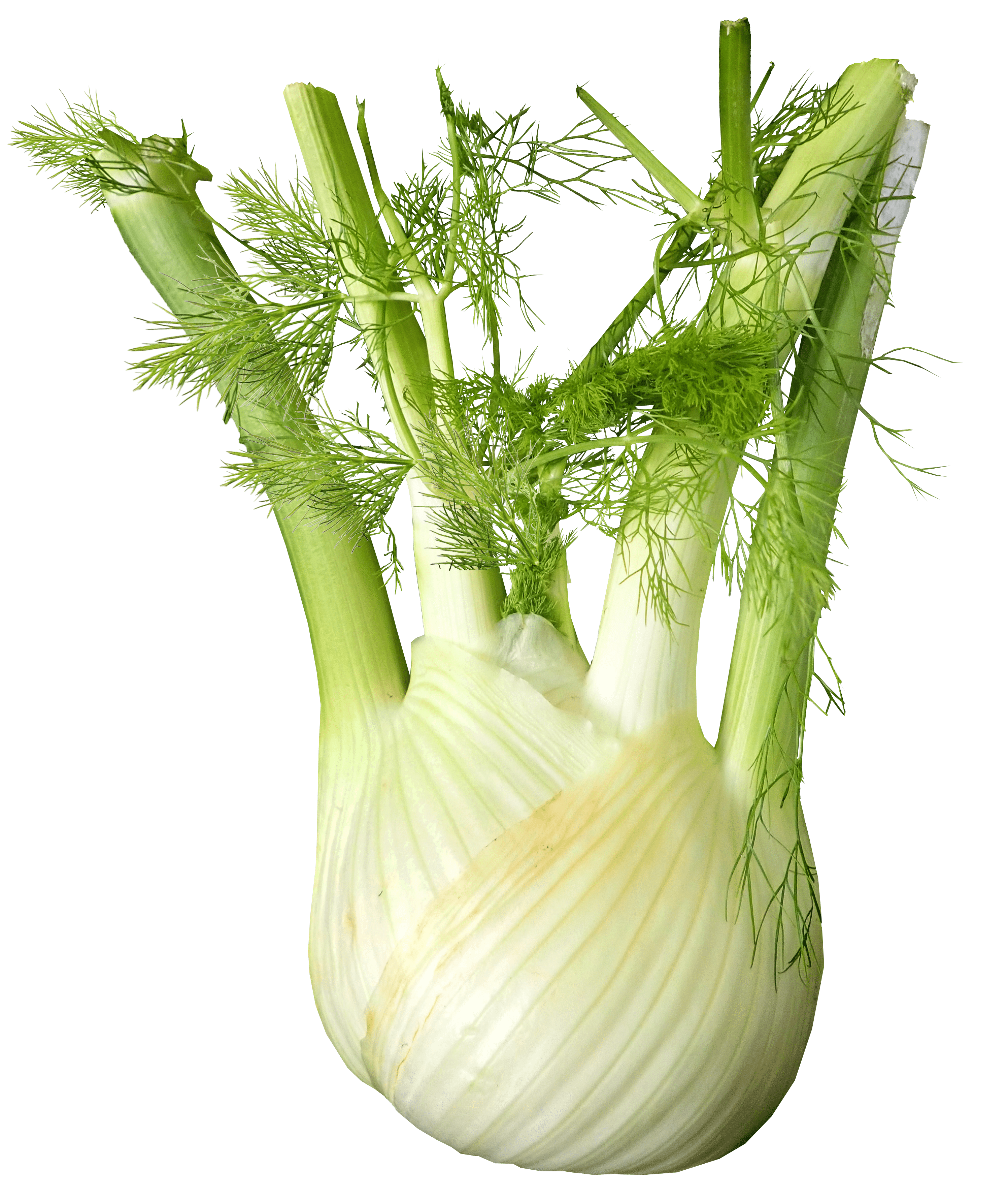 Fennel
