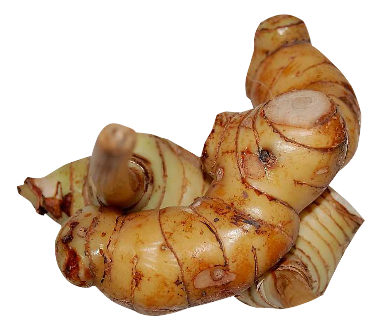 Galangal