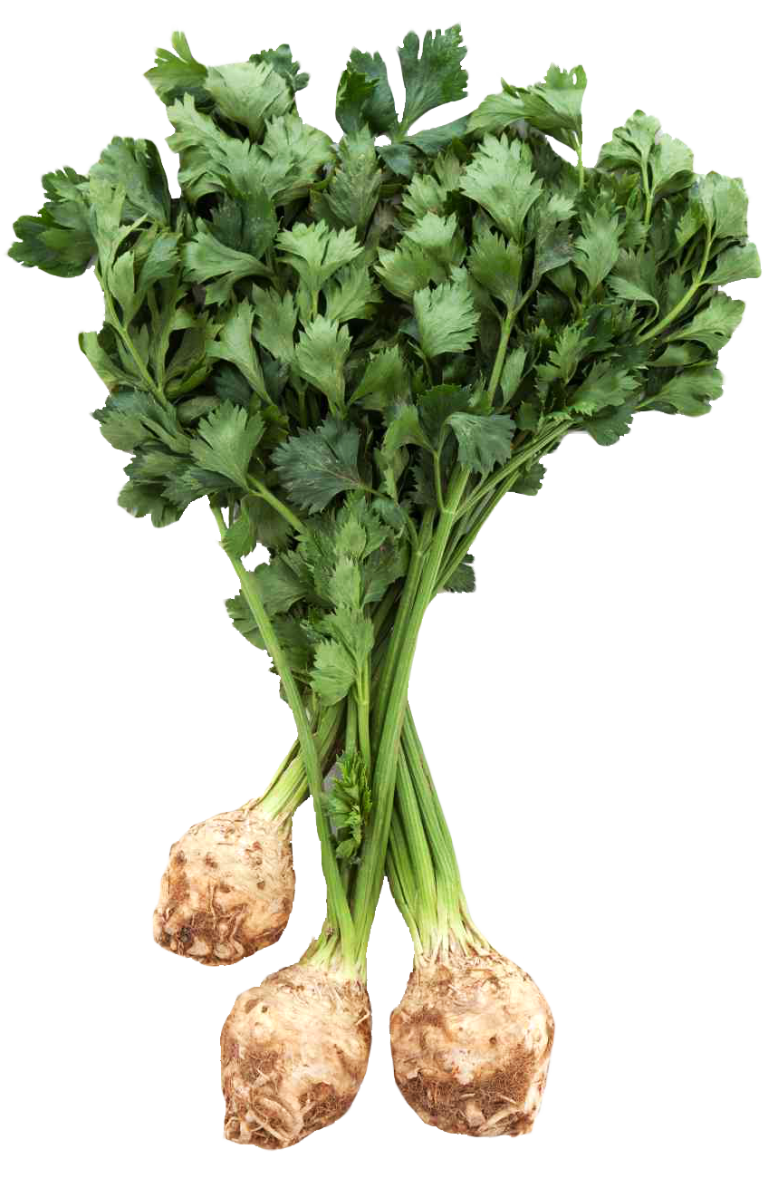 Knob celery