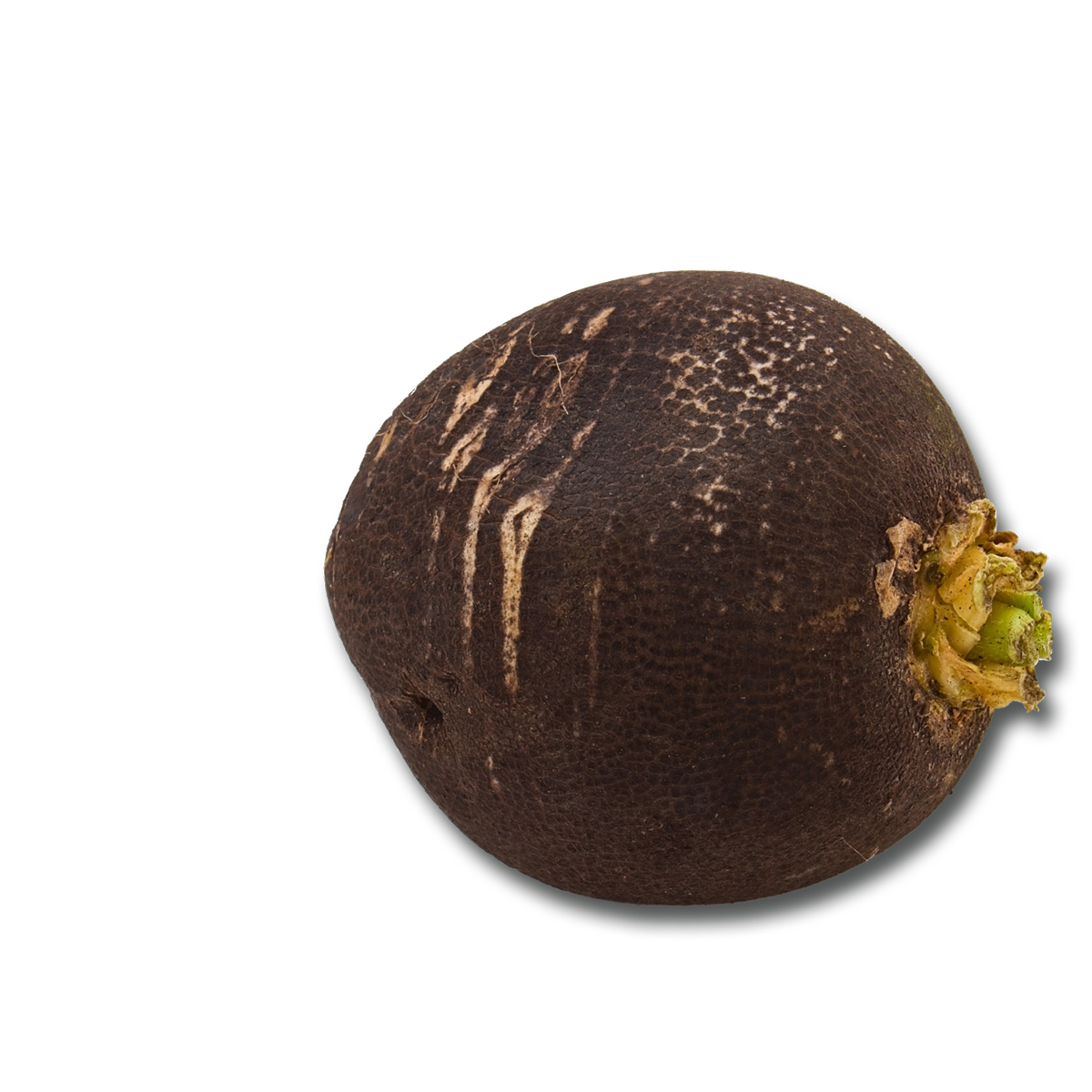 Black Spanish Radish