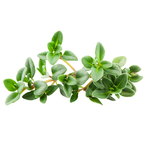 Lemon thyme