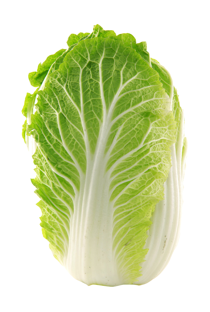 Napa cabbage