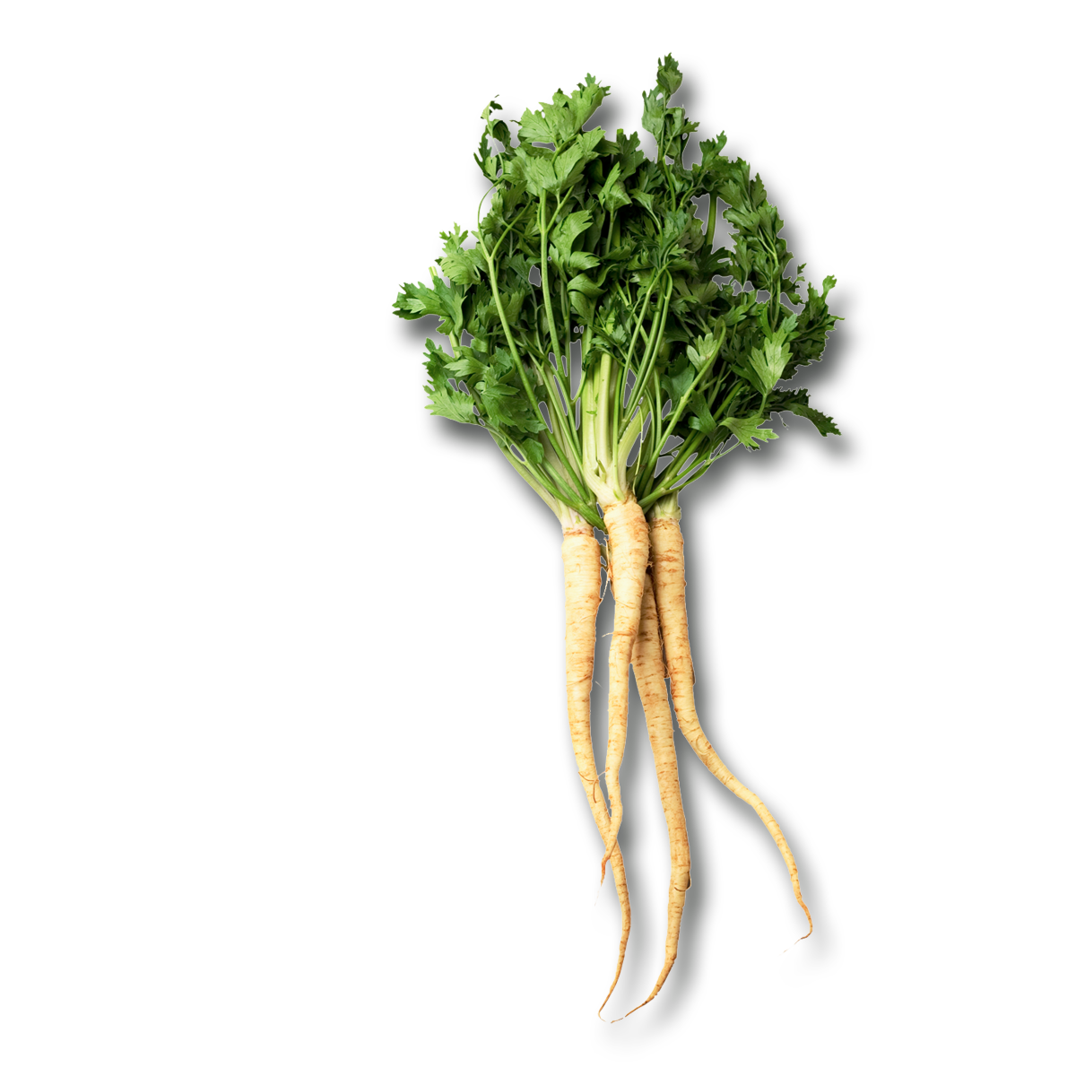 Parsnip