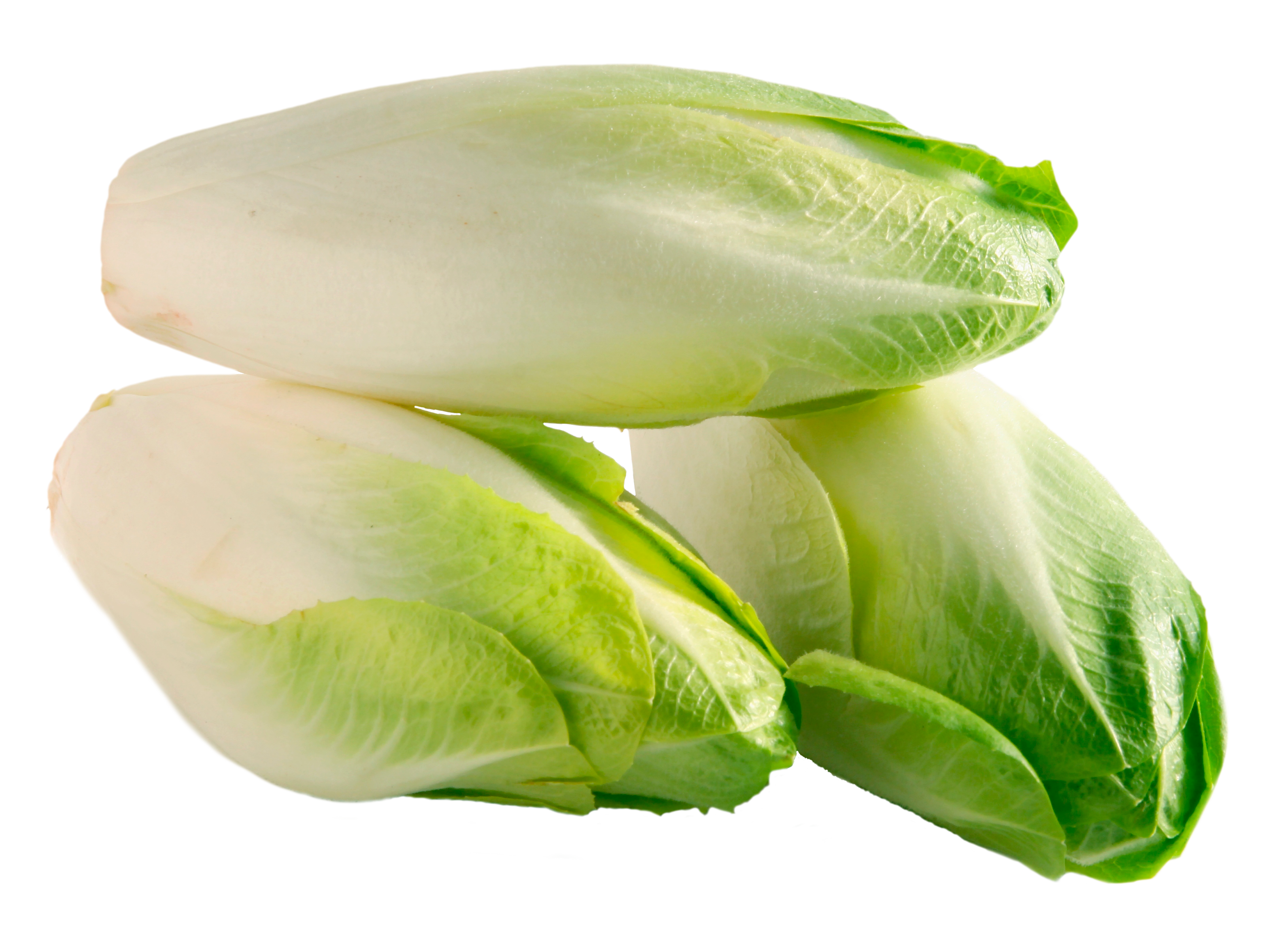Chicory