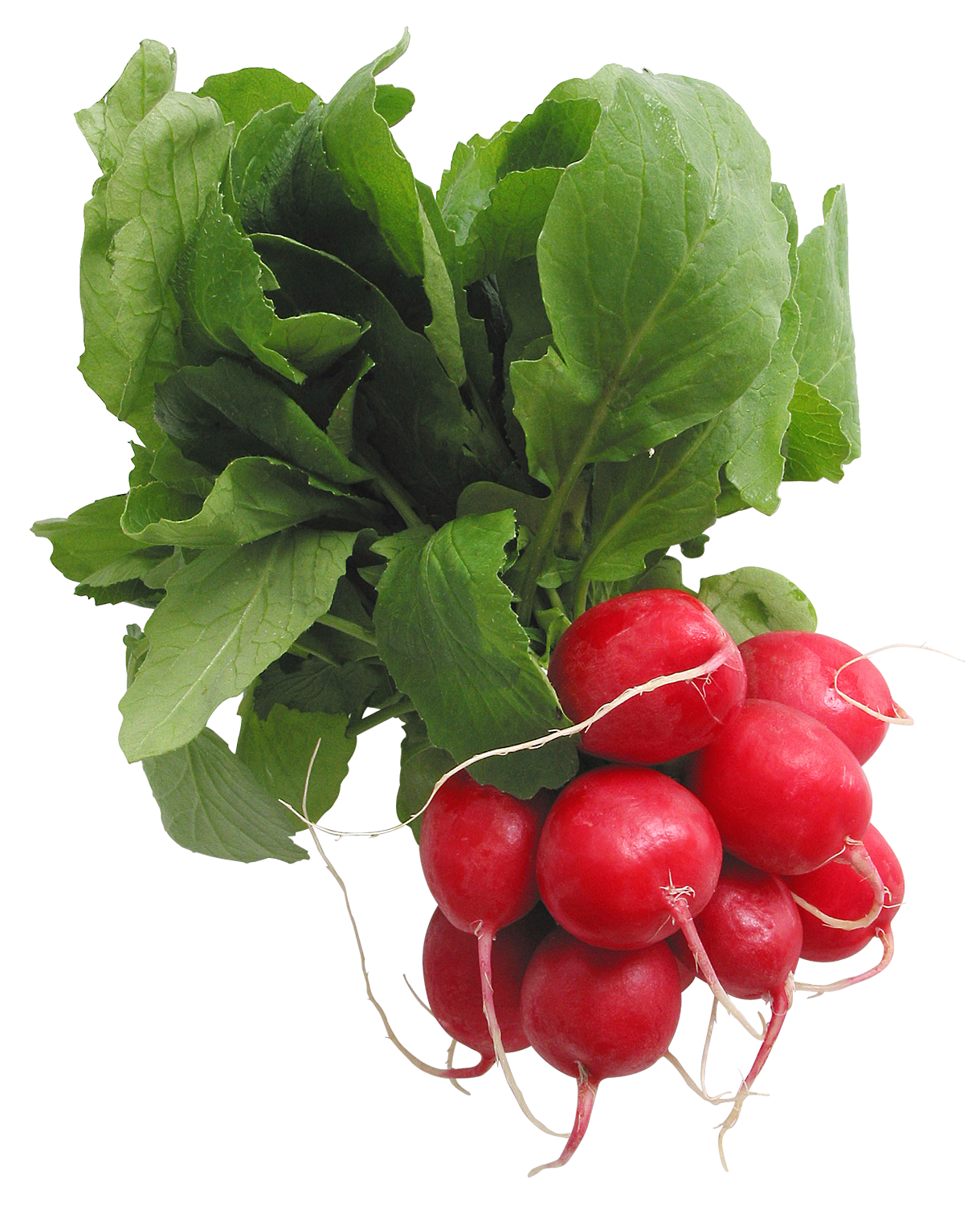 Radishes