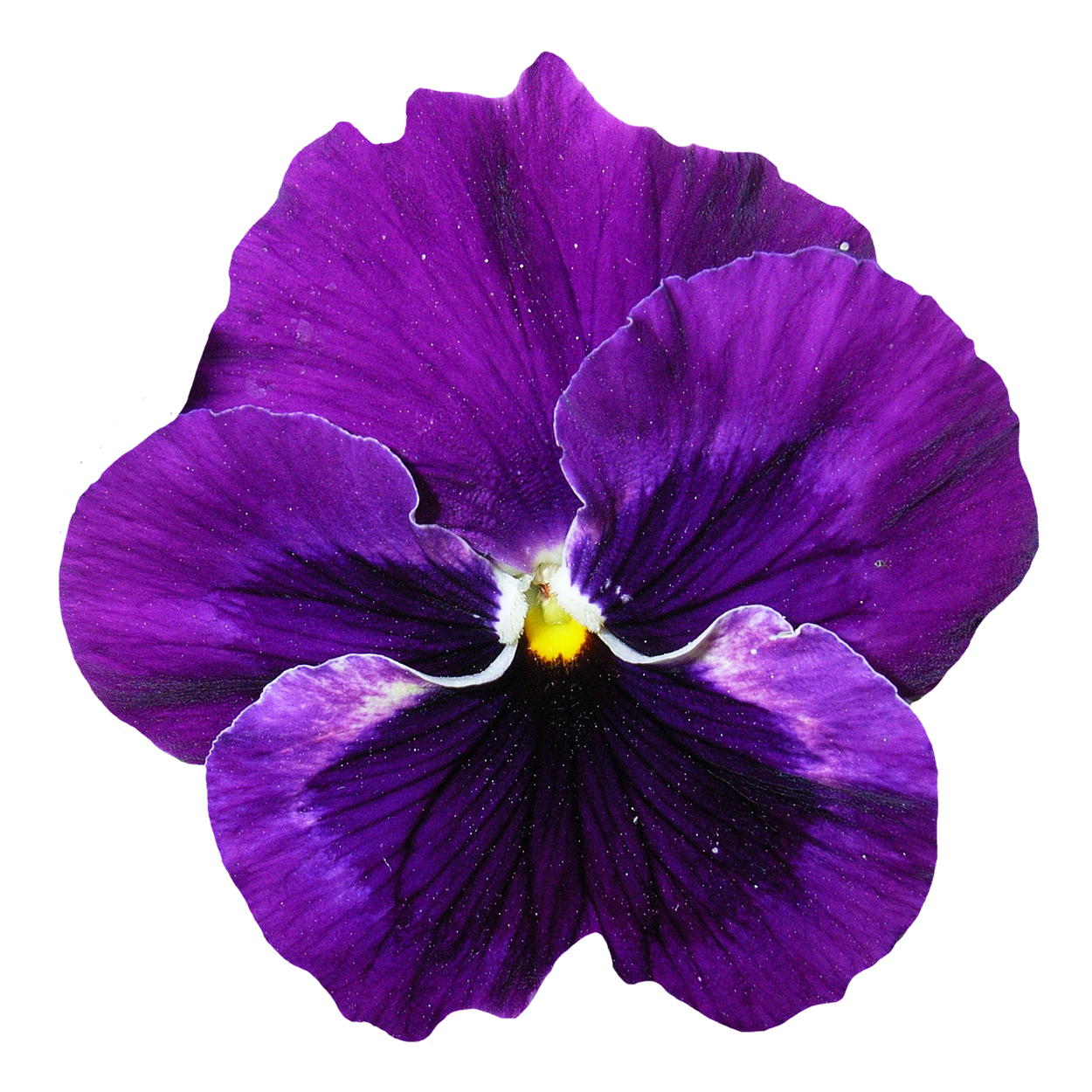 Pansy